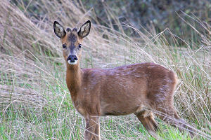 Roe Deer