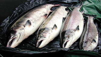 Salmon from the River Avon