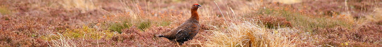 Scottish Wildlife - Red Grouse