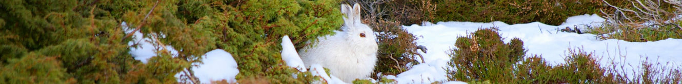Scottish Wildlife - Mountain Hare, Ladder Hills