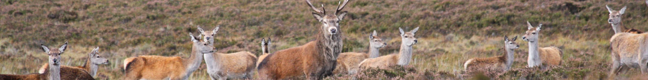 Scottish Wildlife - Red Deer